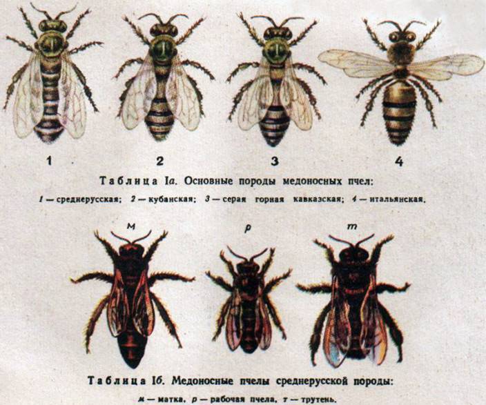 Основные породы пчел для центральной полосы россии