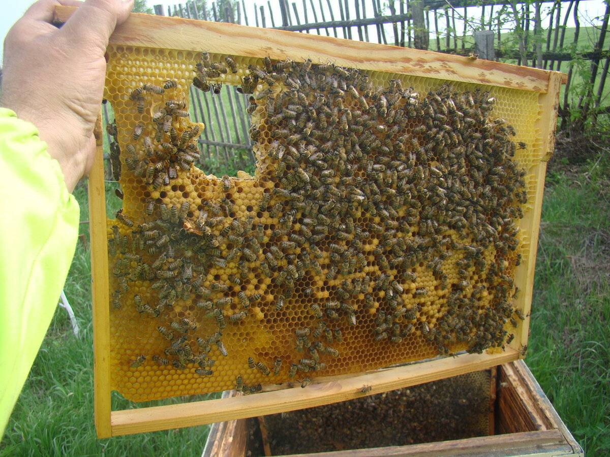 Как вывести матку пчелы: все способы, календарь и мастер-классы
