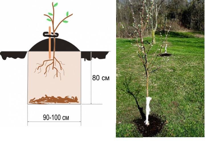 Как посадить саженец яблони весной: сроки, правила и пошаговое руководство