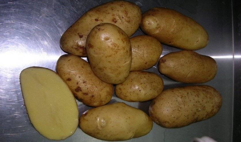 Сорт картофеля королева анна – описание, отзывы, фото