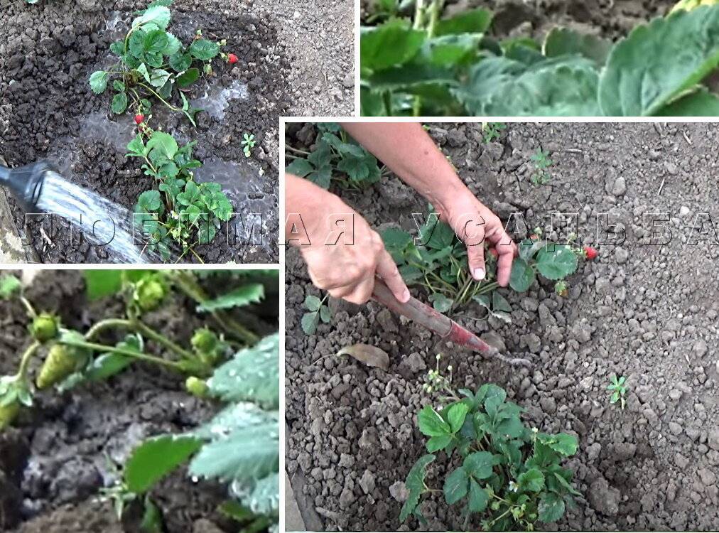 Когда обрезать клубнику на зиму, чтобы был хороший урожай: советы начинающим, видео, фото