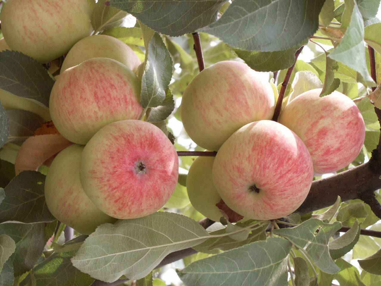 Особенности позднеосеннего сорта яблони орловское полосатое