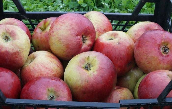 Все о яблоне жигулевское: описание и фото сорта, особенности выращивания и другие нюансы