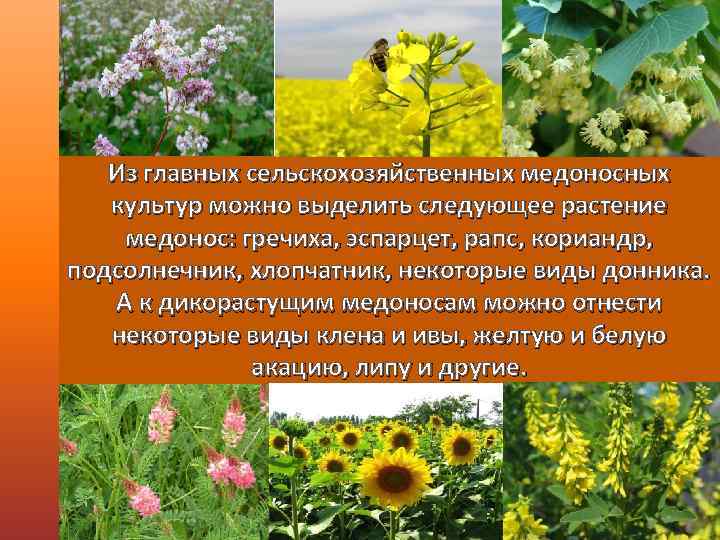 Гречиха как медонос - описание, медопродуктивность, агротехника, характеристика и полезные свойства гречишного меда