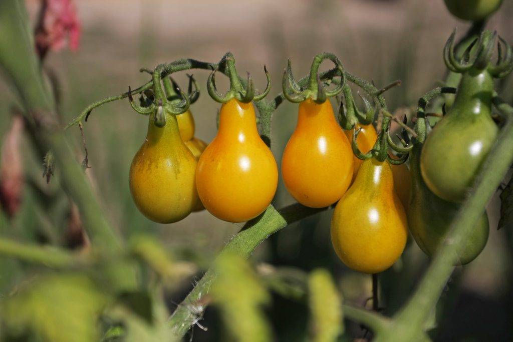 Томат медовая капля: характеристика и описание сорта, выращивание с фото