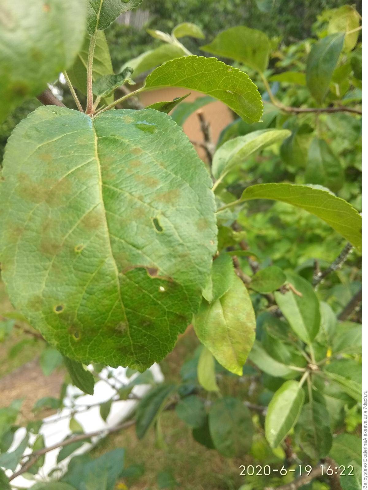 Болезни листьев яблони и борьба с ними: бактериальный ожог — лечение, антибиотики