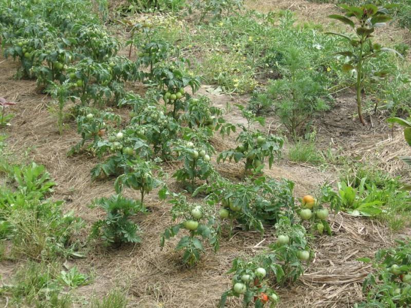 Штамбовые томаты: что это такое, описание сортов и выращивания с фото