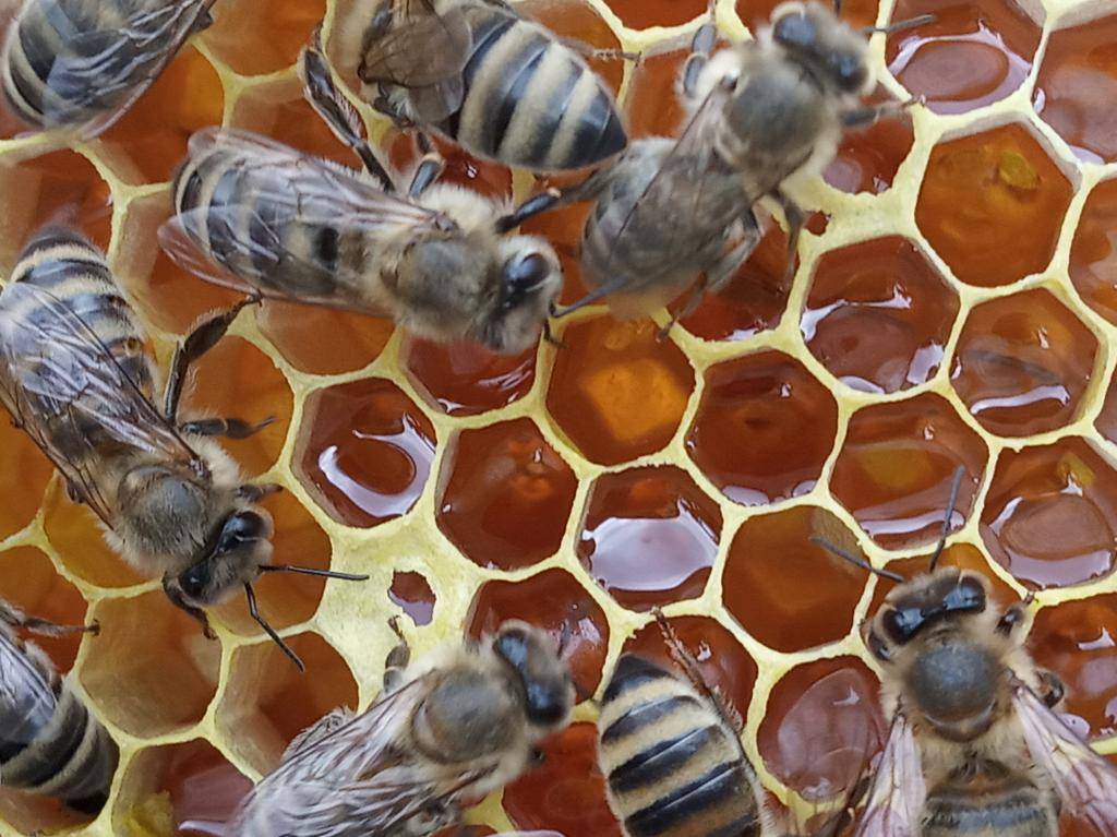 Основные функции пчеломатки в пчелиной семье – для чего нужна королева