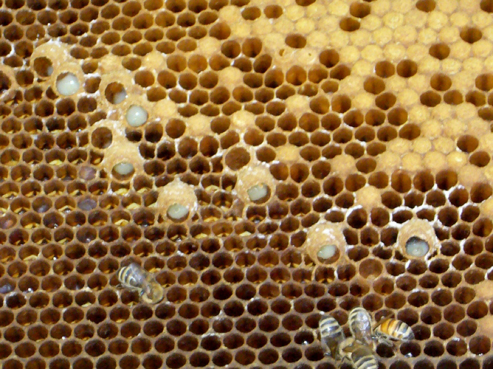 Как правильно вывести матку пчелы? видео