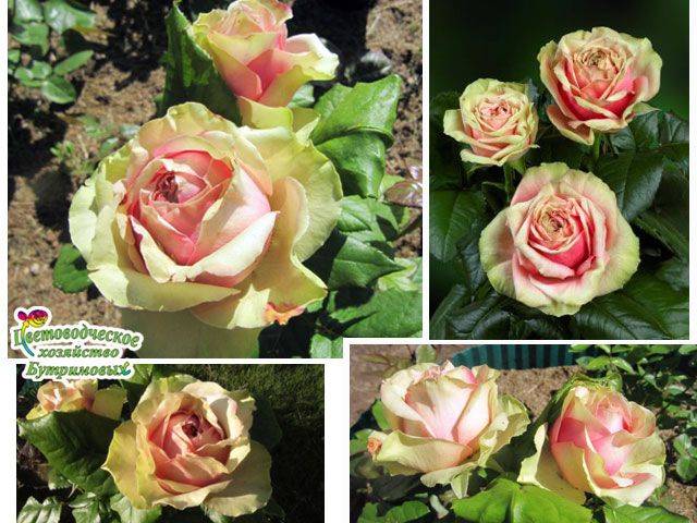 15 лучших сортов чайно-гибридных роз