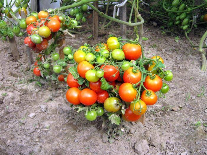 Штамбовые сорта томатов – что это означает? преимущества и недостатки
