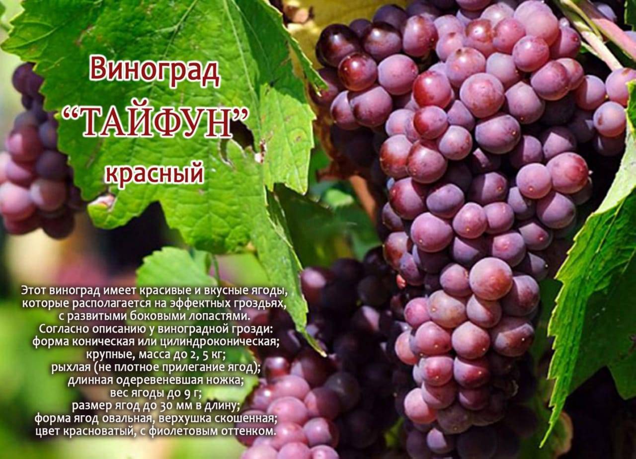 Виноград с давней историей тайфи, внешние признаки, свойства, выращивание