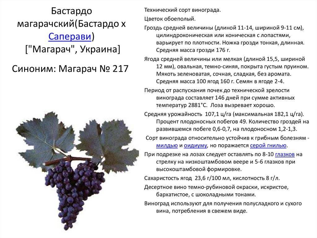 Виноград красень описание сорта