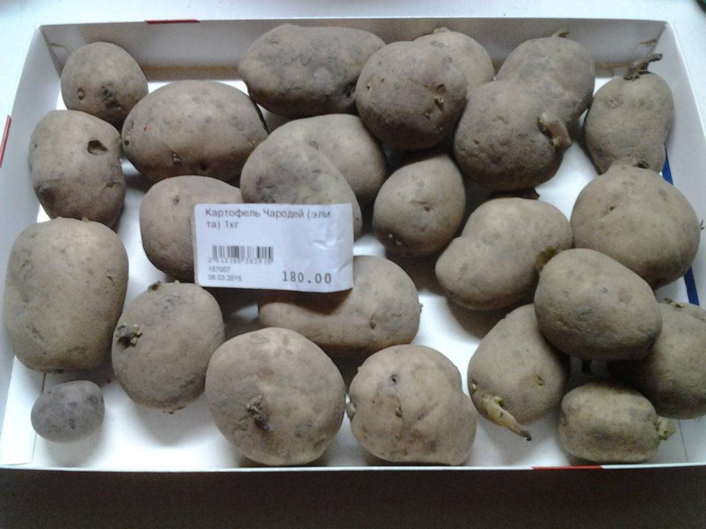 Картофель чародей: характеристика и описание сорта, фото картошки чародейка, вкусовые качества и особенности выращивания, отзывы | сортовед