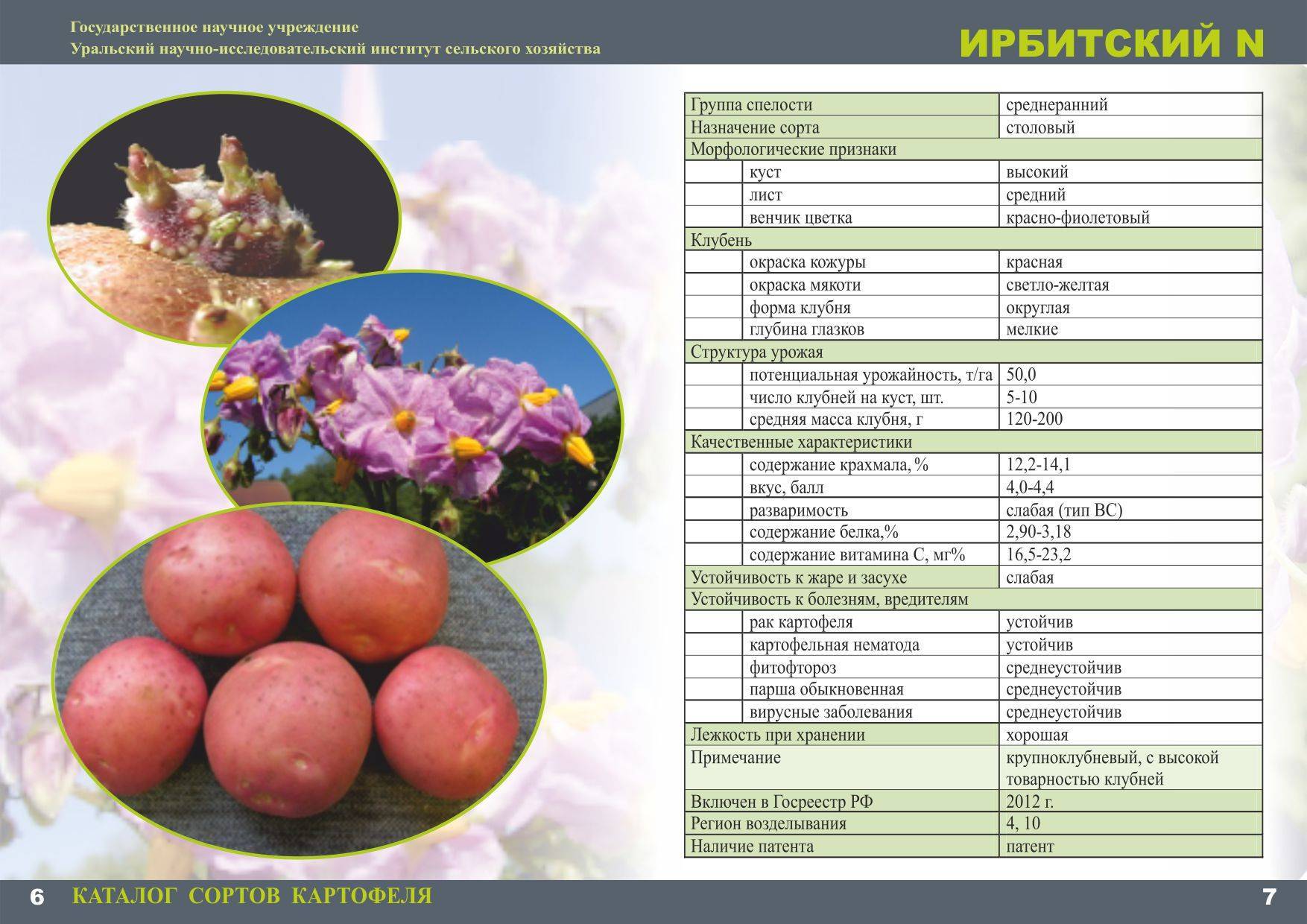 Картофель ирбитский: описание, особенности выращивания
