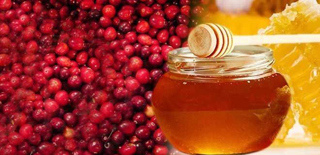Клюква с медом: рецепты приготовления :: syl.ru