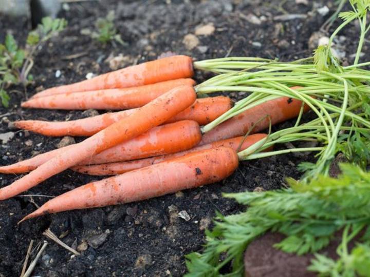Почему морковь вянет и становится маслянистой в земле: причины, как её освежить