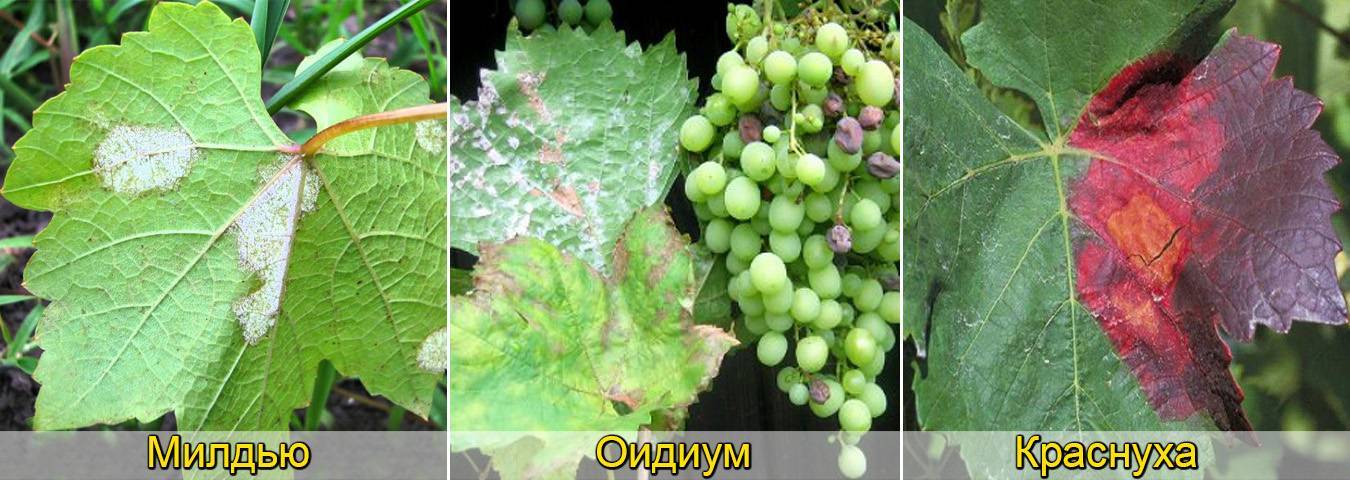 Антракноз винограда - лечение, меры борьбы, чем лечить на ягодах народными средствами, препараты