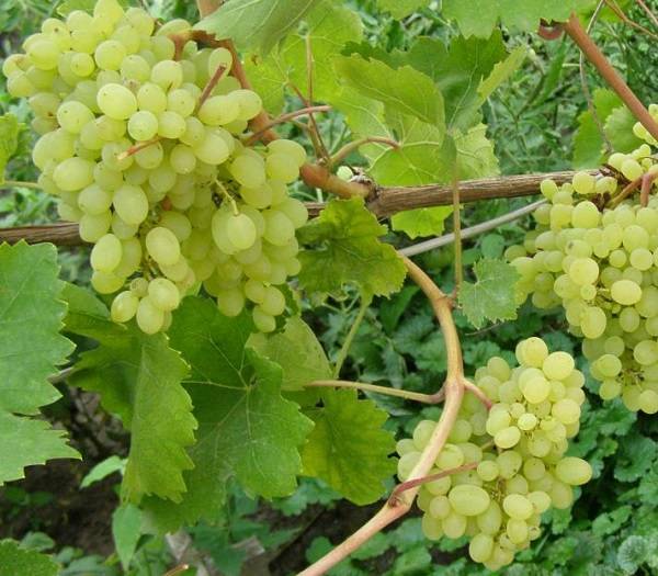 Виноград арочный: характеристика и описание сорта, посадка и уход