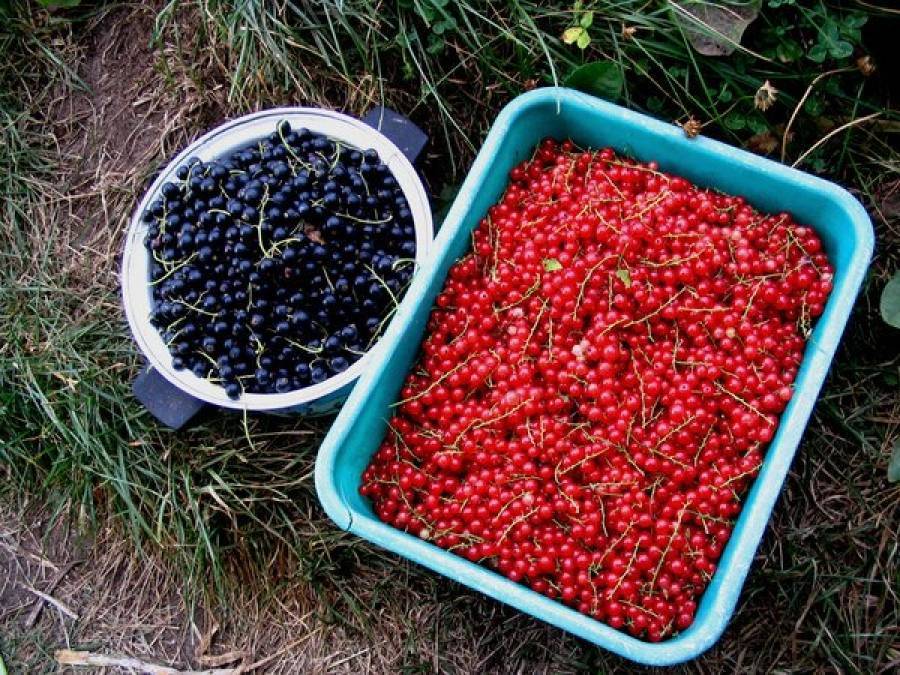 Когда собирать черную или красную смородину, как быстро созревают ягоды