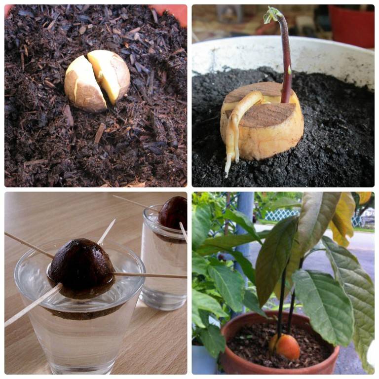 Авокадо в домашних условиях из косточки. выращивание и уход.