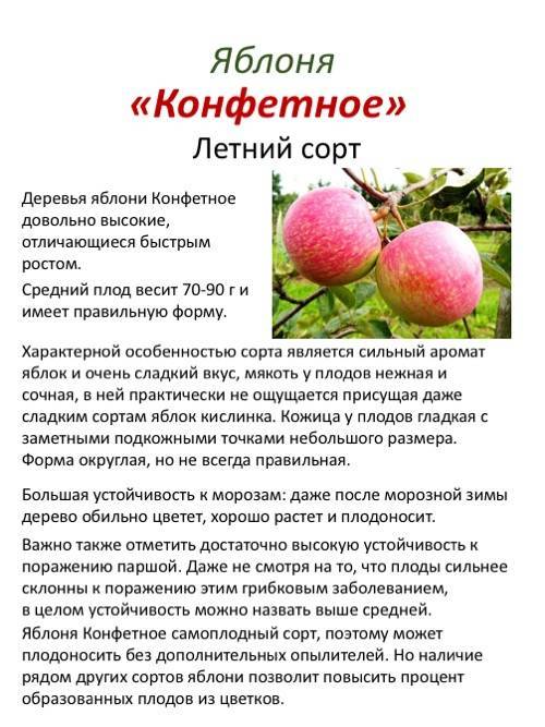 Яблоня аркадик: описание сорта, правила выращивания и советы по уходу, отзывы