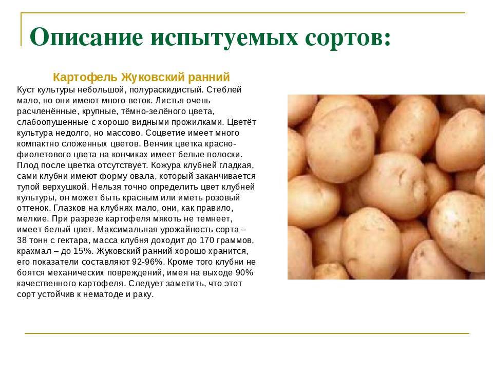 Картофель любава: описание и характеристики сорта, посадка и уход, отзывы с фото