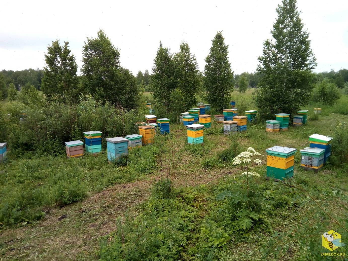 Особенности кочевого пчеловодства