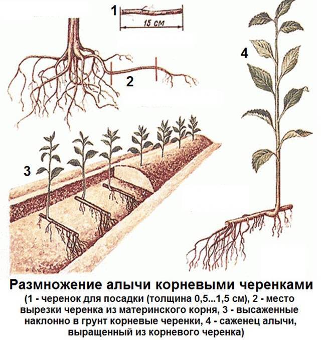 Как размножить грушу из ветки (черенка): укоренение и выращивание