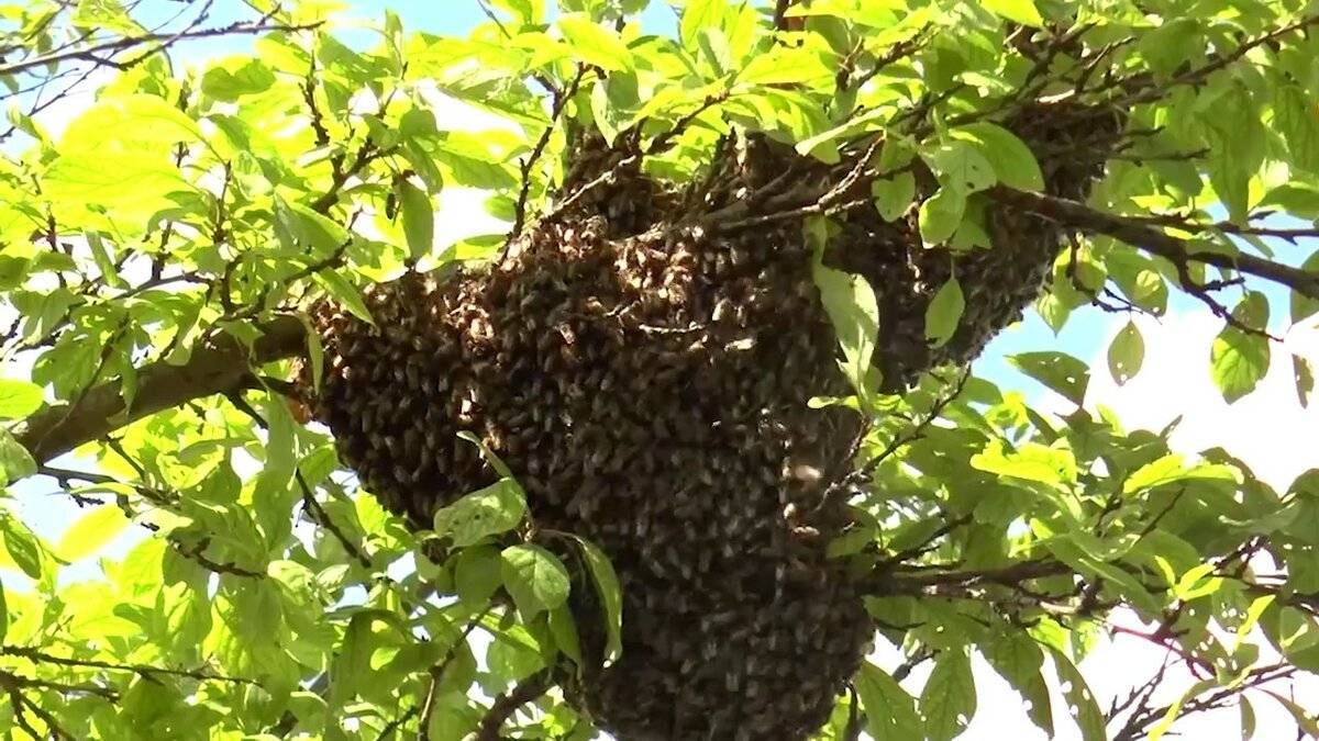 Рой пчел на дереве фото