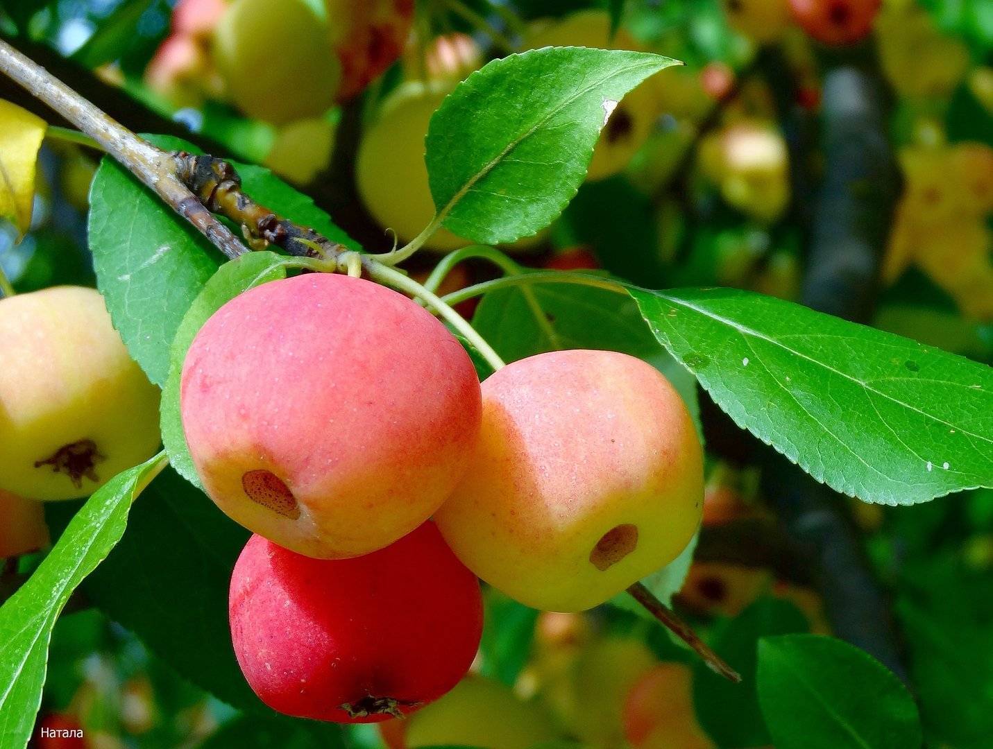 Райская яблоня: описание, фото, уход