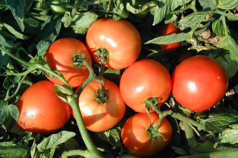 Томат багира f1: характеристика и описание сорта, фото помидоров, отзывы об урожайности куста