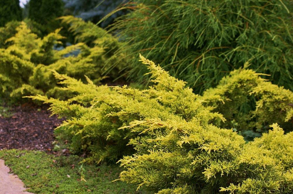 Можжевельник средний олд голд (juniperus x pfitzeriana old gold),хвойные,можжевельник,кустарники,купить можжевельник,саженцы,посадка,уход,купить можжевельник в интернет-магазине,садовый центр,отечеств