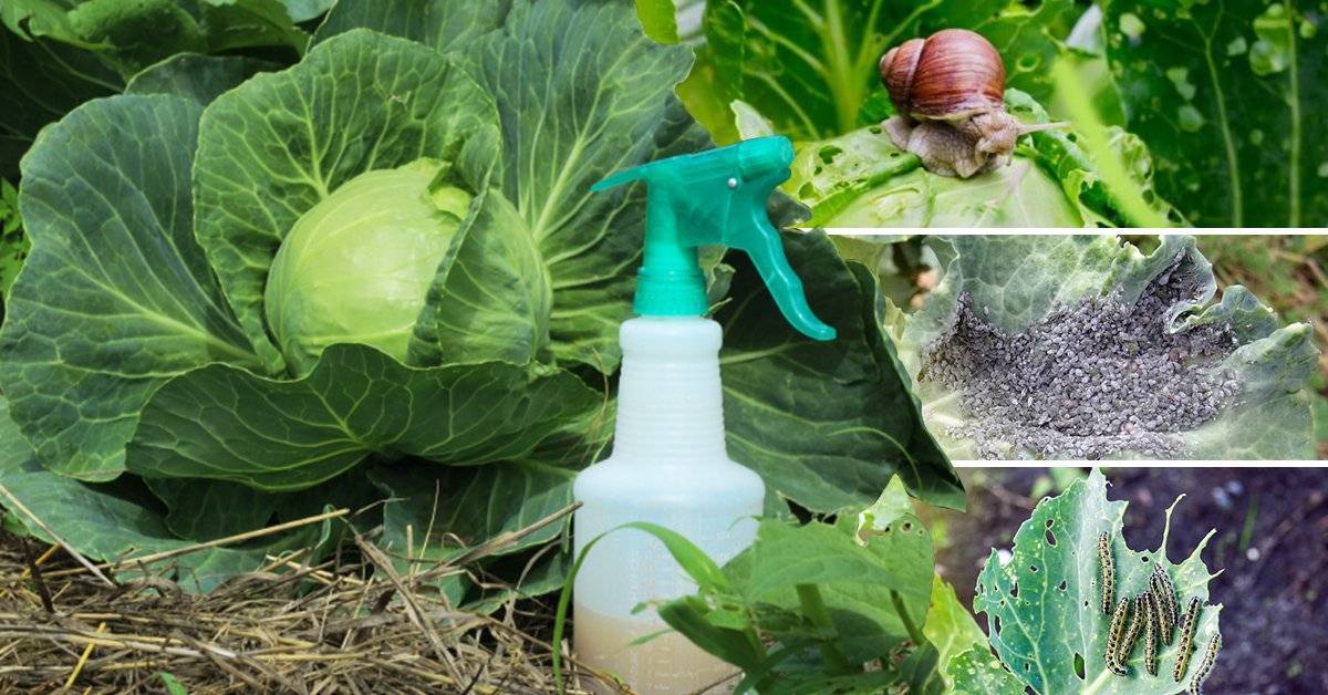 Как вырастить капусту без гусениц и слизней? как избавиться от гусениц и слизней на капусте народными средствами, химическими препаратами и биологическим способом: рекомендации, препараты, рецепты, инструкции