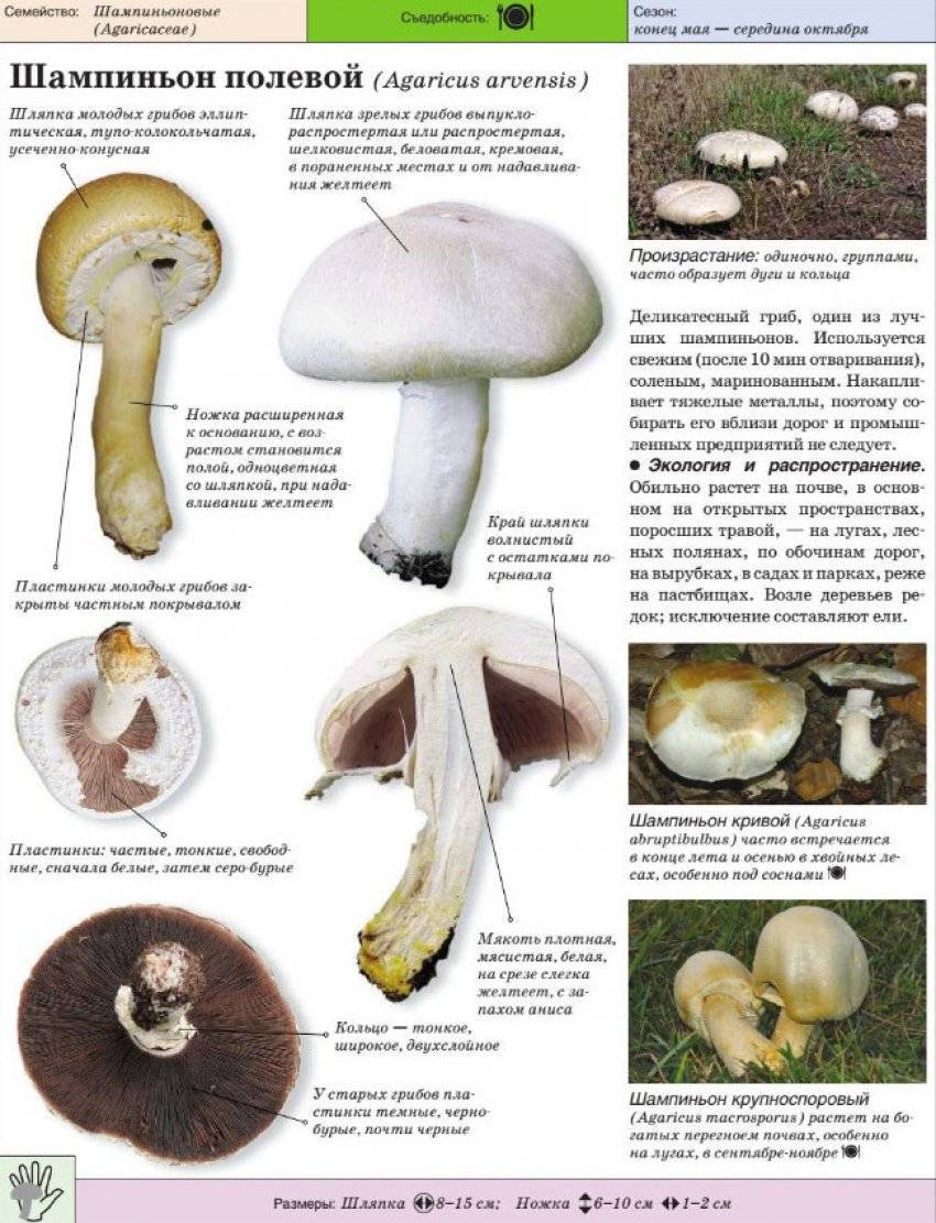 Ложные шампиньоны ???? (3 характерные черты ложного гриба); как отличить шампиньон от ложного шампиньона