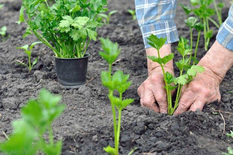 Петрушка корневая: выращивание и уход, когда убирать урожай, применение, польза и вред для организма человека