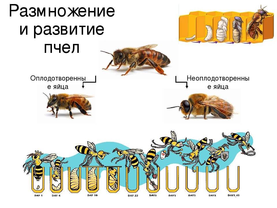 Размножение пчёл на пасеке, искусственное разведение пчёл, особенности и описание, фото и видео
