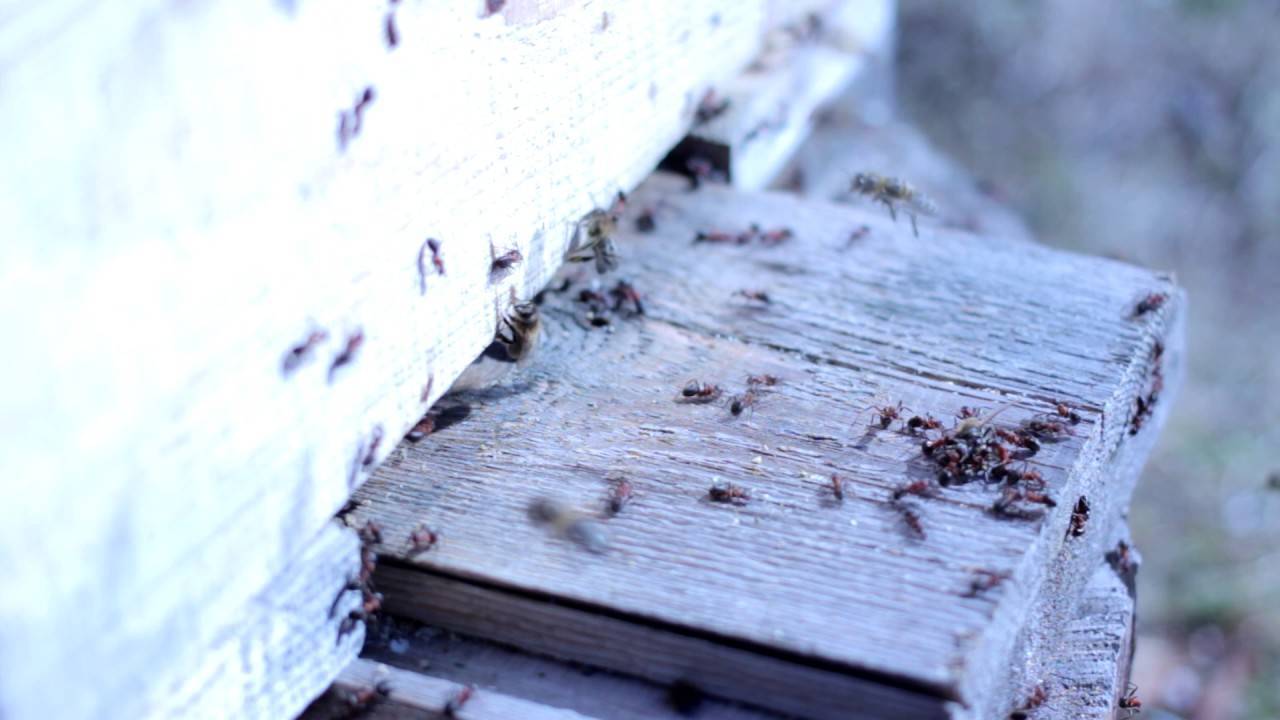 Как избавиться от муравьёв на клубнике: народные средства, химикаты и радикальные методы