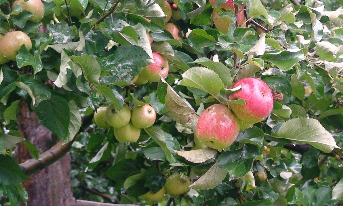 Яблоня "яблочный спас": описание, фото и отзывы