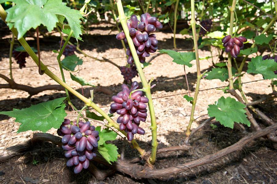 Виноград тип изюминки описание сорта фото отзывы. виноград изюминка: описание сорта, фото, отзывы