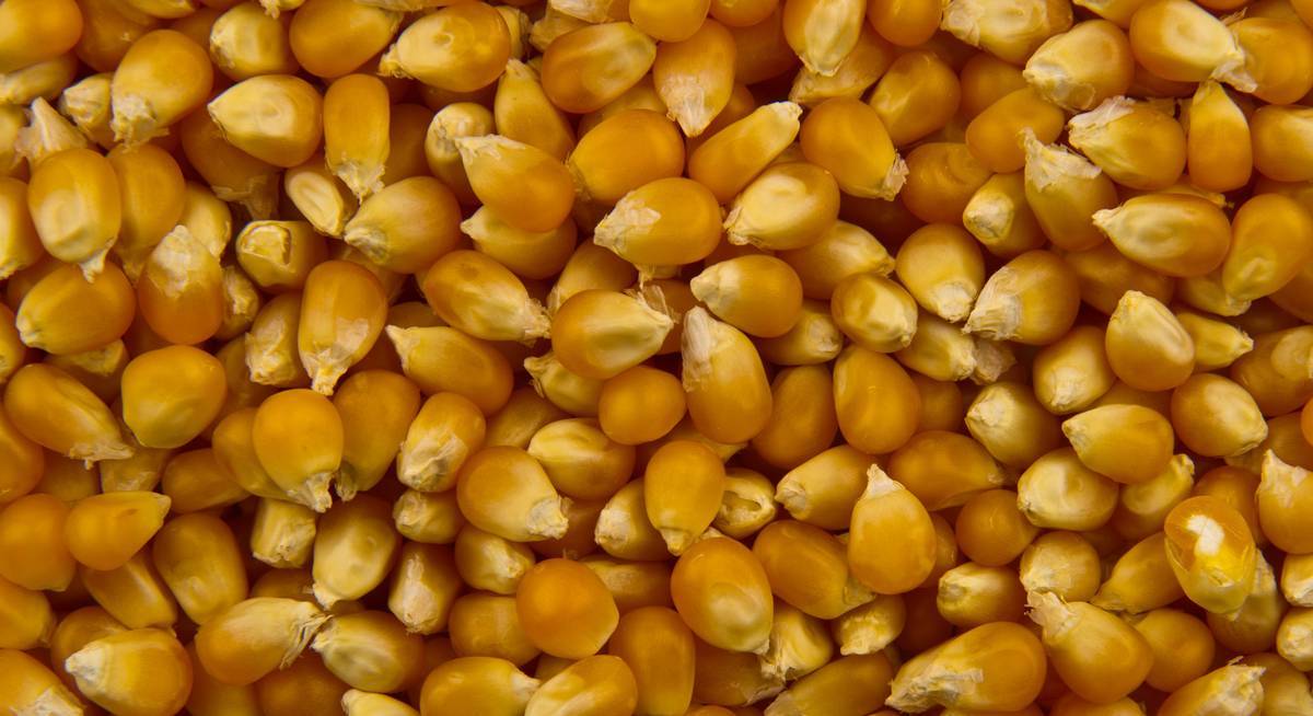 Какая кукуруза нужна для попкорна, чем отличается от обычной