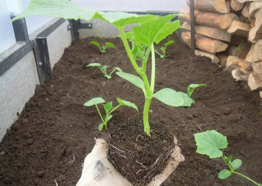 Как посадить переросшую рассаду огурцов в открытый грунт или теплицу: инструкция, фото
