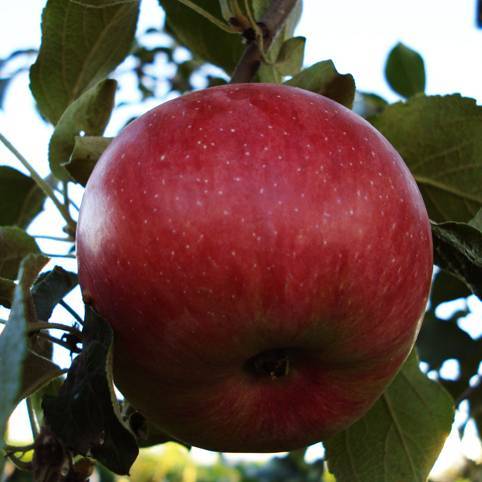 Яблоня боровинка: описание сорта, фото, отзывы