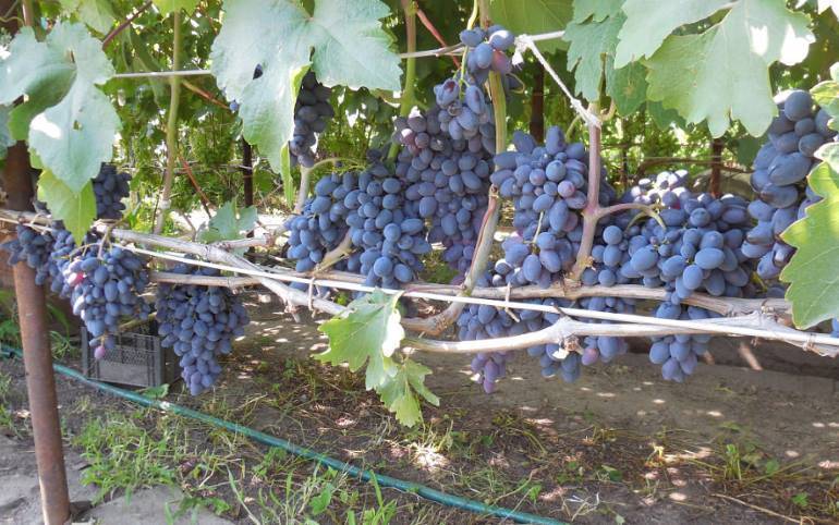 Описание и правила выращивания винограда сорта Атос
