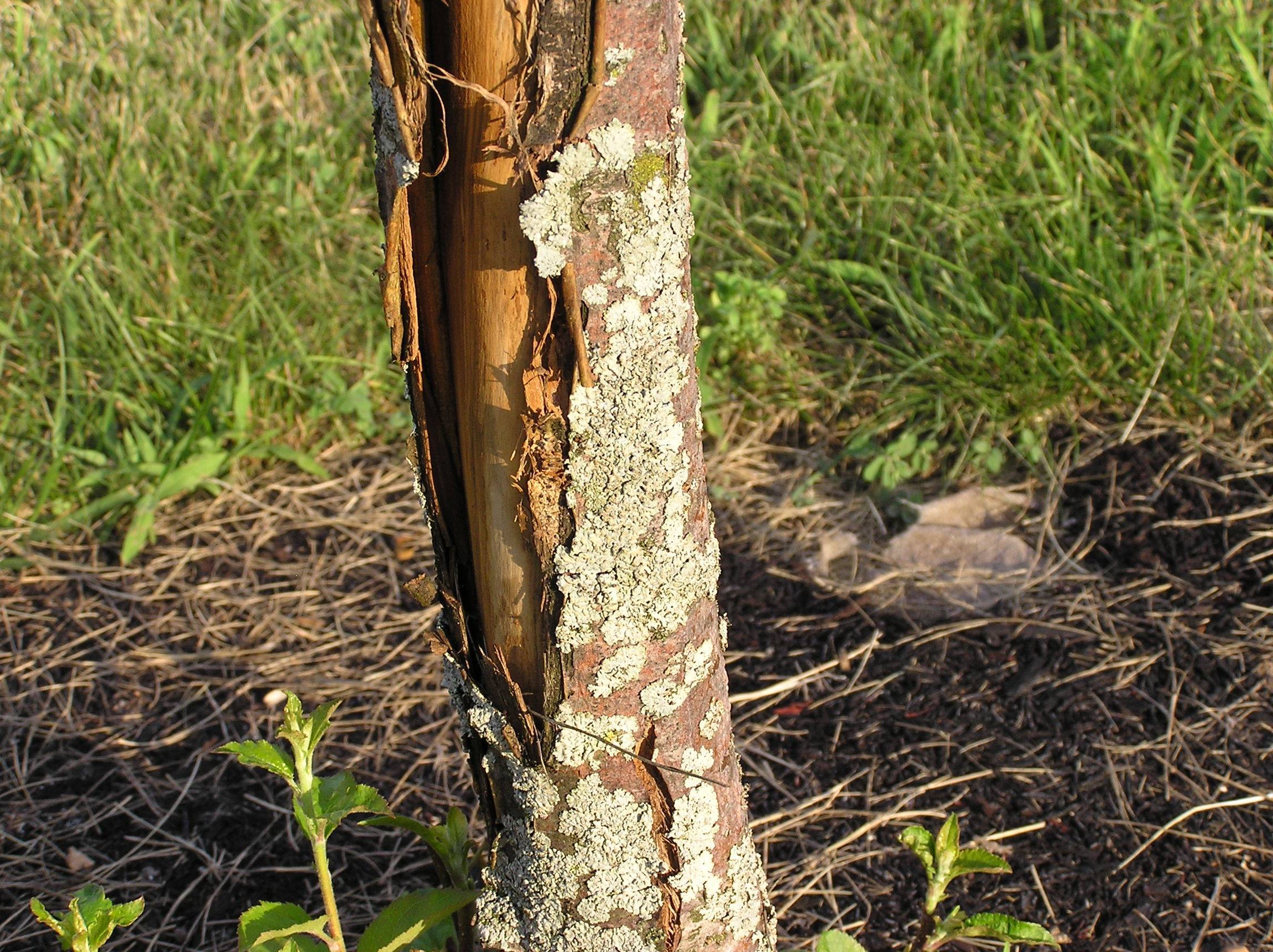 Как спасти яблоню с поврежденным стволом — лопается кора на плодовых деревьях