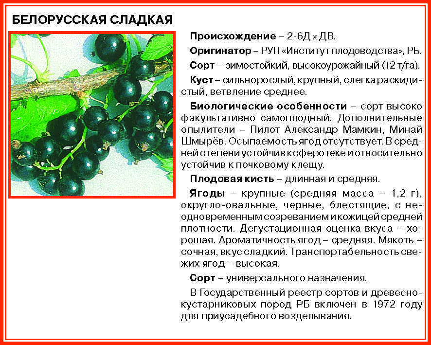 Смородина белорусская сладкая: описание сорта черной ягоды и основные характеристики, правила посадки и ухода за растением, а также отзывы садоводов
