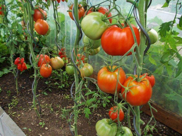 Рекордная урожайность с томатом «краснобай f1»: описание сорта и выращивание