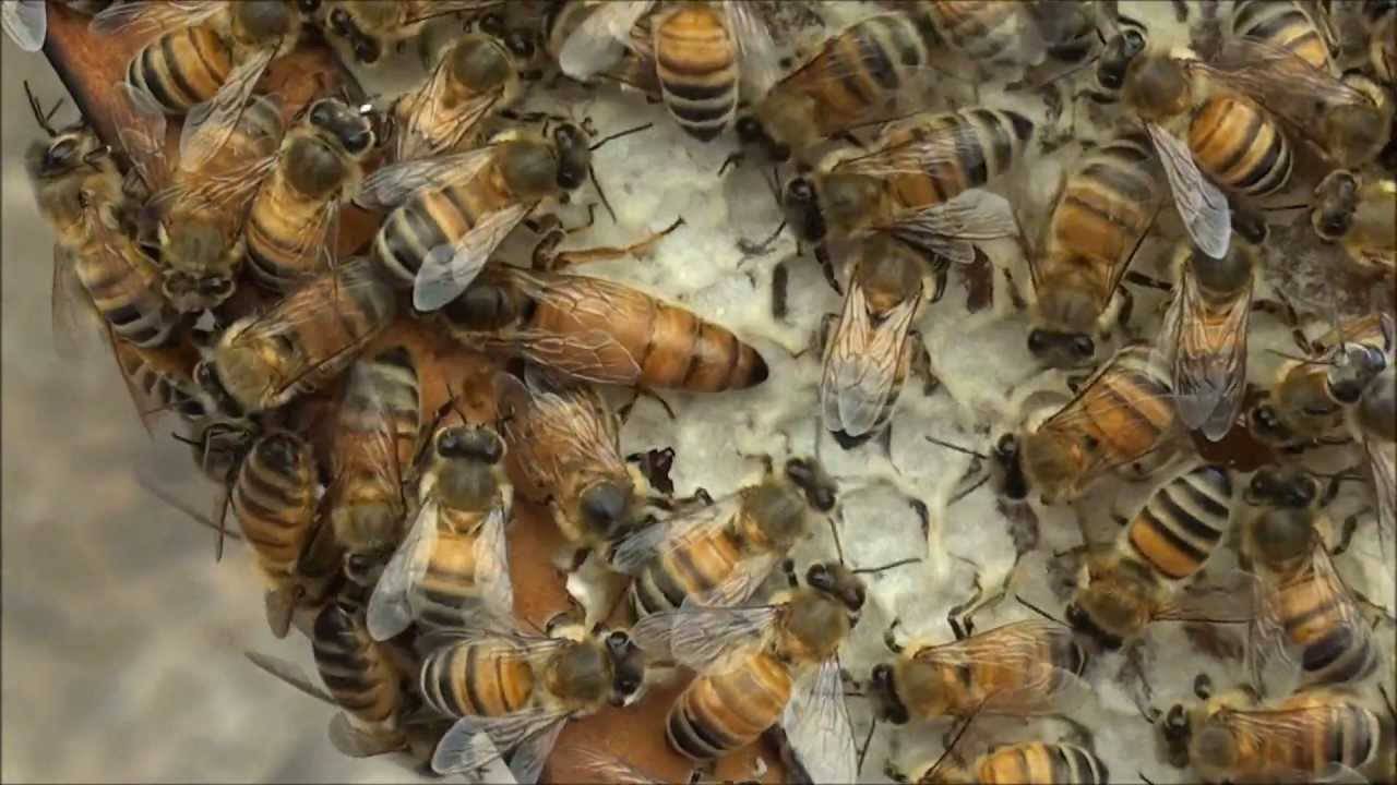 Среднерусская пчела - характеристика и особенности породы