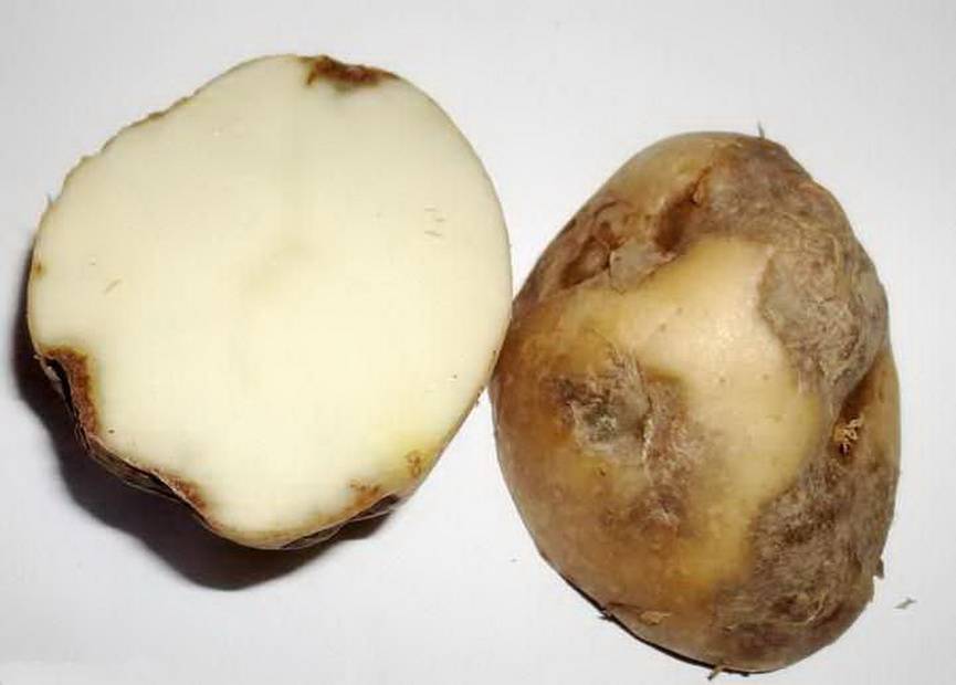 Болезни клубней картофеля: фото и методы лечения