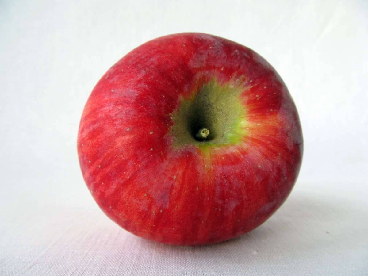 Сорт яблок кортланд фото описание